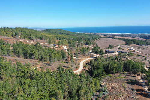Mar Y Bosque Sobre Punta De Lobos