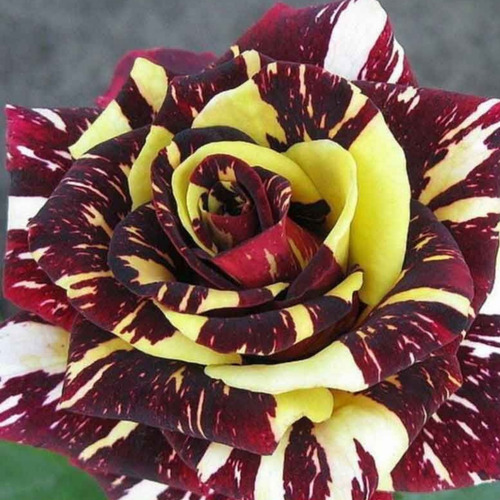 Rosas Abracadabra Bicolor - 3 Mudas Variadas Pronta Entrega