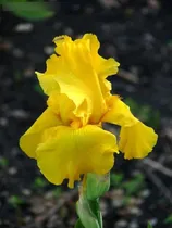 Comprar 1 Rizoma De Lirios Barbados O Iris Germanica Thust Gold