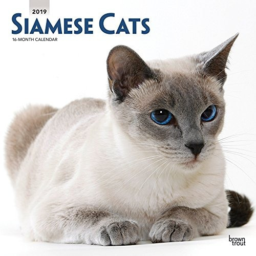 Gatos Siameses 2019 12 X 12 Pulgadas Mensual Calendario De P