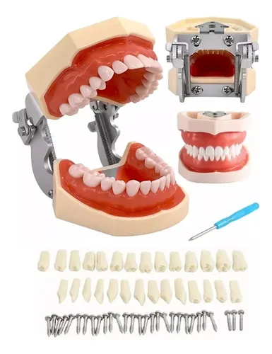 comprar Tipodonto Tipo Nissiin Encía Suave 28 Dientes Nuevo