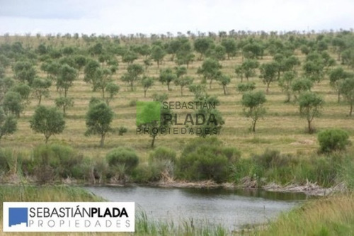 Campo En Pueblo Eden, | Sebastian Plada Ref:64- Ref: 64