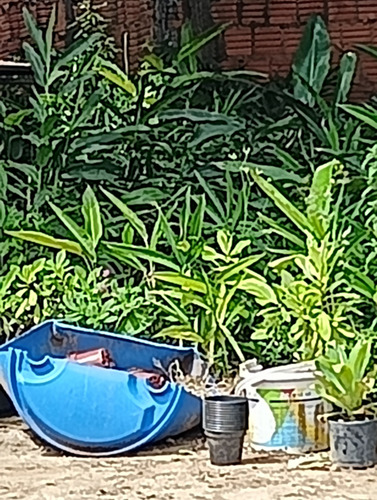 Muda Heliconia Bihai - 30cm (1 Muda) Pássaro-de-fogo