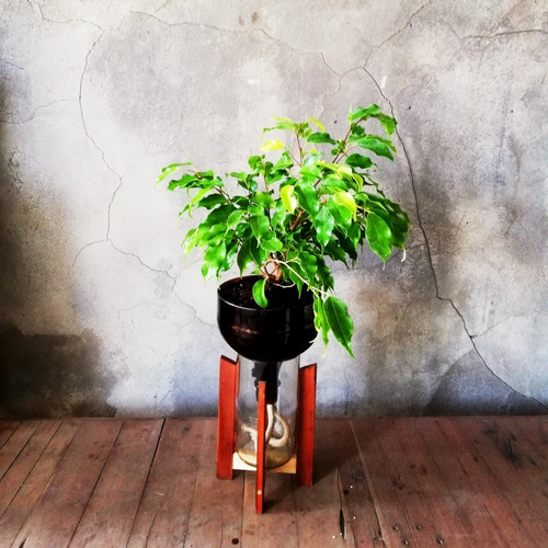 Imagen 7 de 10 de Ficus Benjamina Little Plant 27 Con Soporte, Autorregante