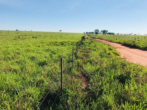Imagem 16 de 30 de Fazenda À Venda Em Camapuã/ms - Fa00125 - 69071376