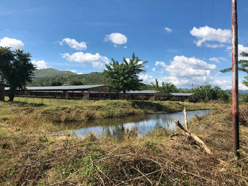 Imagen 10 de 22 de Finca En Tinaquillo Con 132 Hectáreas, Excelente Oportunidad