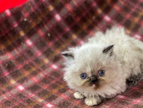 Espectaculares Gatos Persa Disponibles Mascotas Rionegro
