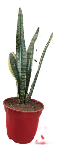 Planta Sanseveria - Lengua De Suegra (la De La Foto) 