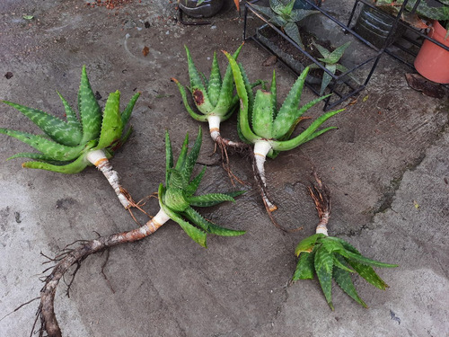 Imagen 10 de 10 de Planta Aloe Vera Medicinal: Envio Gratis Solo Montevideo