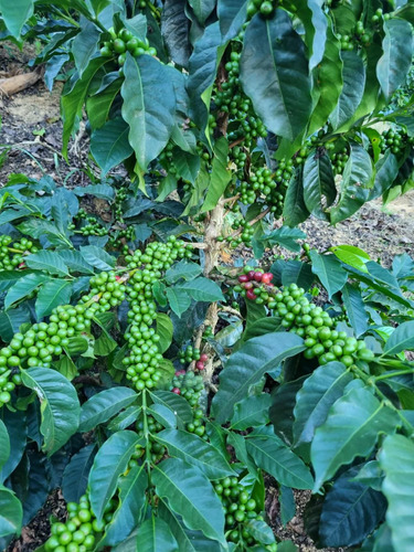 Finca Cafetera 14 Hectáreas 30 Mil Árboles De Café Al Día.