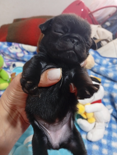 Pug