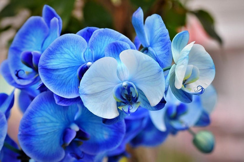 200 Semillas De Orquídea Azul Fluorescentes, Mas Regalo 