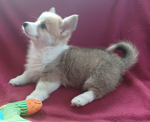 Corgi Tradicional