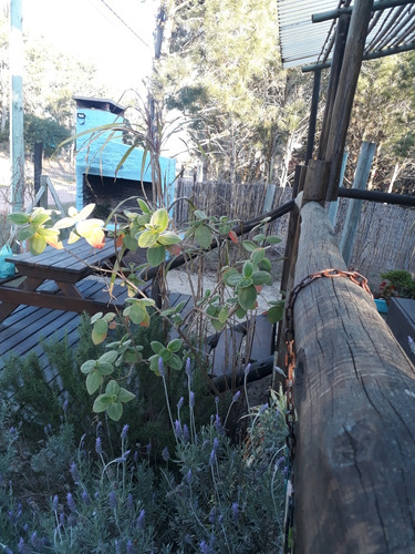 En Alquiler Temporada! Cabaña Cambalache, Casa De Madera, Monoambiente. A 350mts. De La Playa, Zona La Viuda, Para 2 O 3 Adultos, Punta Del Diablo, Rocha, Uruguay.