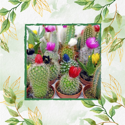 40 Semillas De Hermosa Suculenta Tipo Cactus