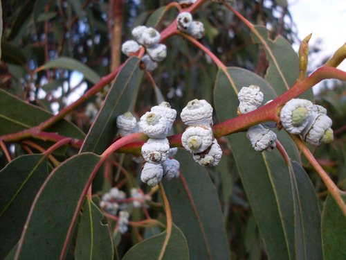 Imagem 3 de 10 de 200 Sementes Eucalipto Azul Eucalyptus Globulus