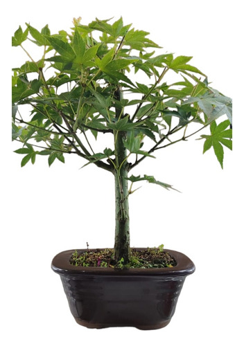Bonsai Acer Palmatum . Com Vaso. (plástico)