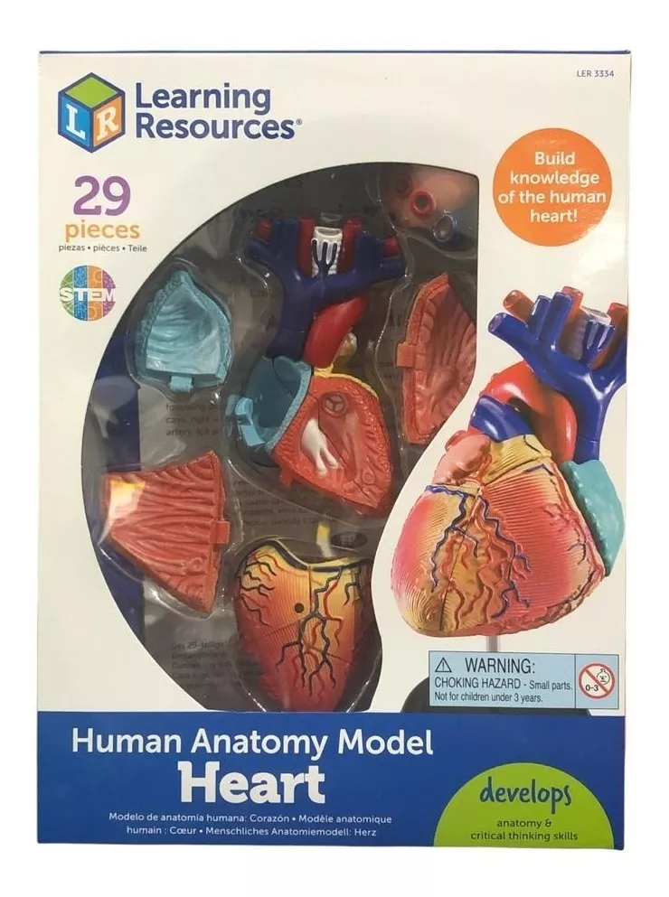 Tercera imagen para búsqueda de modelo anatomico
