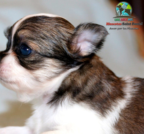 Majestuoso Chihuahua Super Mini Hembra Pedigri