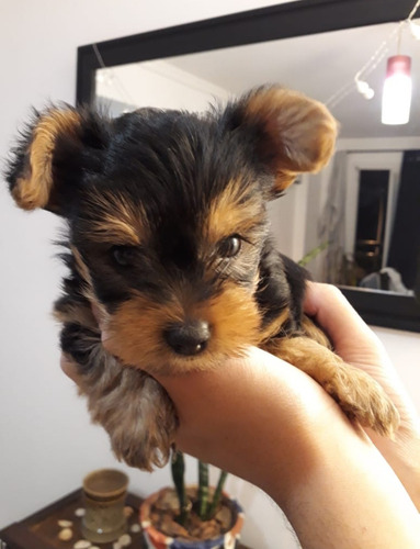 Imagen 8 de 8 de Hermosos Yorky ( Yorkshire ) Mini Para Reservar (leer Mas)