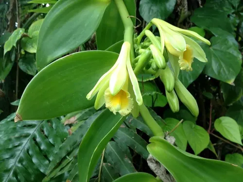 100 Semillas De Vainilla (Vanilla Planifolia) – Orgánicas, Resistentes, Para Jardín Y Maceta