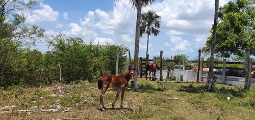 Venta De Rancho Emmanuel En Yucatan