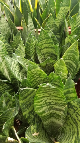 Imagen 3 de 3 de Sansevieria Bantels Fotos Reales