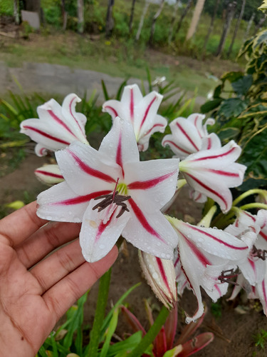 Muda De Amarilis / Açucena/ Flor Da Imperatriz/ Bulbo