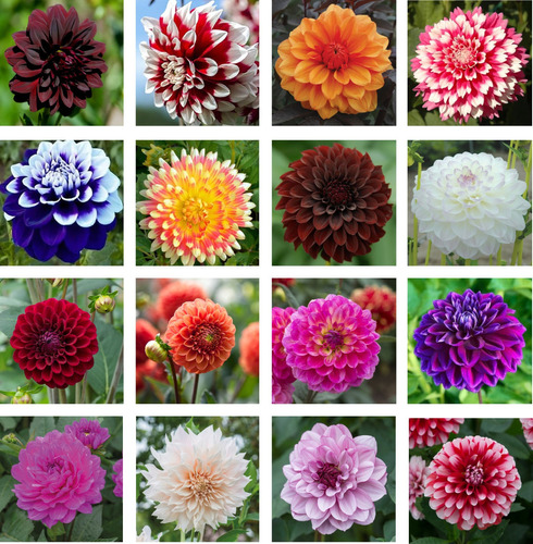 18 Sementes De Dália Dobrada Sortidas - Flores E Cores Raras