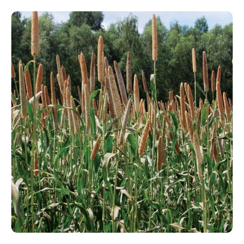 Sementes De Milheto Brs1501 - 10kg