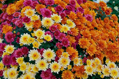 Planta Crisantemo Plantin Flores Color Deco Jardin