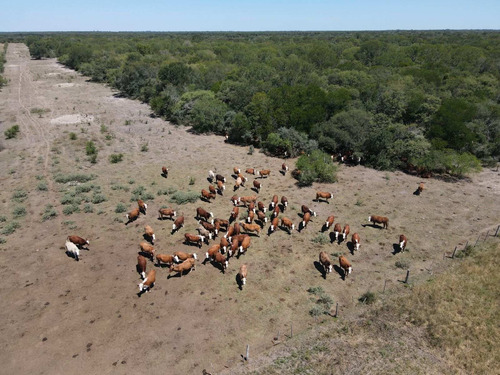 Imagen 20 de 30 de Campo Ganadero 3220 Ha - ( 420 Agrícolas ) Reconquista - Prov. De Santa Fe