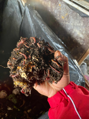5 Litros Lixiviado De Lombriz Abono Orgánico Calidad Premium