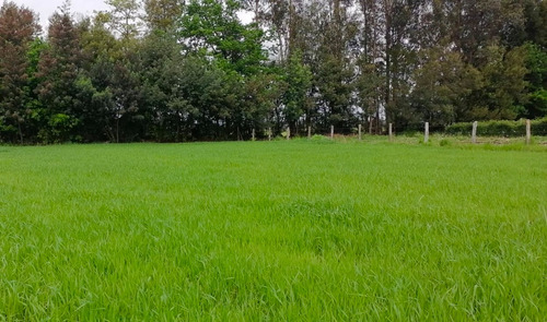 Parcela En San Carlos Sector Quilelto Con Derechos De Agua