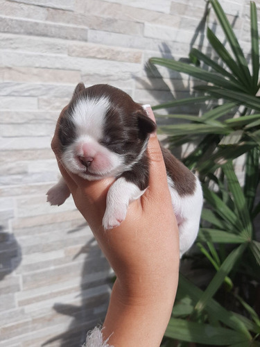 Imagem 2 de 5 de Lindos Filhotes De Shitzu
