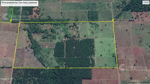 Imagen 3 de 20 de Se Vende Campo 70 Ha Con Gran Casa. Santo Pipó Misiones. Arroyo Y Pino. Suelo Para Yerba.