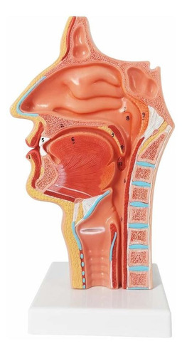 Cavidad Nasal Tamaño Real 1:1 Laringofaringea Oral Faringe