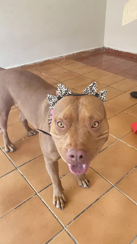 Laços Pet C/ Elástico Regulável Para Cães De Pêlo Curto