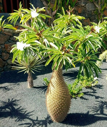 Semillas - Pachypodium Densiflorum