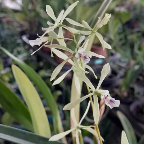 Encyclia Profusae Orquídea Espécie Coleção Flor Verde Lima
