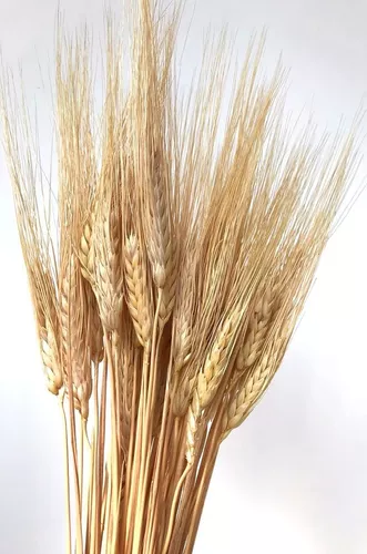 Espiga trigo seca natural - Flores secas online