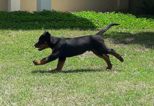 Rottweiler Macho Disponível Filhote