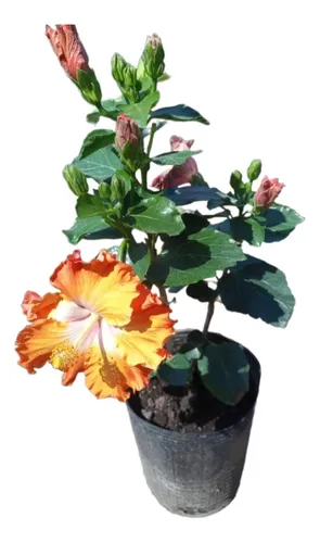 comprar Rosa China (hibiscus Rosa China)  4lts