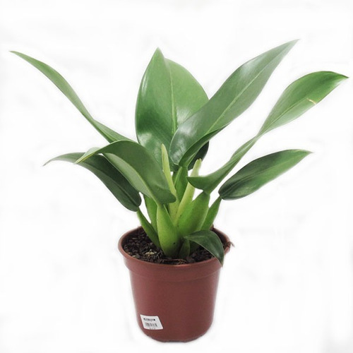 Imagem 3 de 10 de Muda De Pacová-philodendron Martianum Lindas Para Interiores