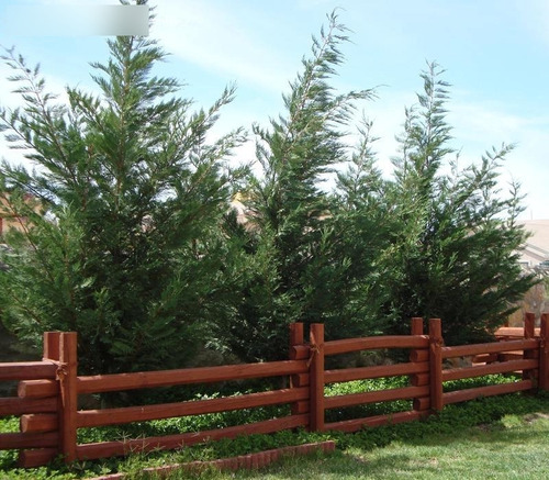 Leylandii, (consulte Por Diferentes Tamaños, Hay Stock.).-