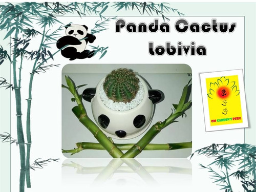 Imagen 3 de 6 de Panda Cactus Lobivia / Maseta Pandita Con Cactus
