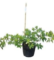 Comprar Azalea Rosa Ceniza - Para Jardines Exteriores   