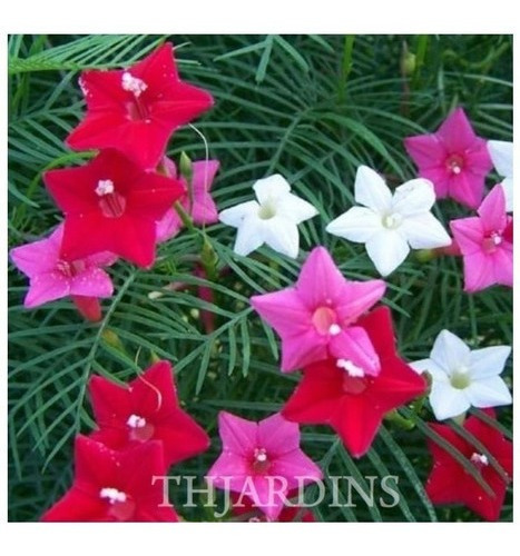 Ipomeia Esqueleto Trepadeira Flor Sementes Ipomoea P/ Mudas