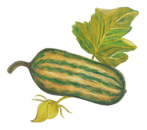 Semillas De Zapallo Delicata Sitopia