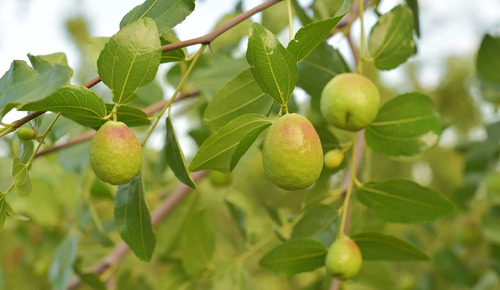 10 Semillas De Jojoba - Simmondsia Chinensis